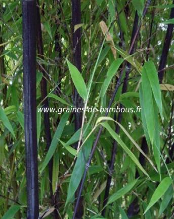fargesia-noir-www-graines-de-bambous-fr.jpg